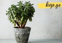 ბარაქის ხის სამკურნალო თვისებები, რომელთა შესახებ ცოტამ თუ იცის