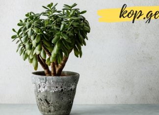 ბარაქის ხის სამკურნალო თვისებები, რომელთა შესახებ ცოტამ თუ იცის