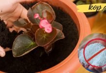 თუ ოთახში ყვავილები გაქვთ