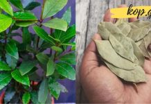 როდის უნდა მოვერიდოთ დაფნის ფოთოლის გამოყენებას? ეს აუცილებლად უნდა იცოდეთ