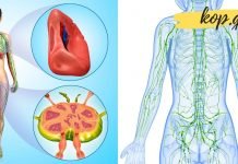 როგორ გავაუმჯობესოთ ლიმფური სისტემის ფუნქციონირება? ეს ძალიან მნიშვნელოვანია