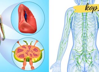 როგორ გავაუმჯობესოთ ლიმფური სისტემის ფუნქციონირება? ეს ძალიან მნიშვნელოვანია