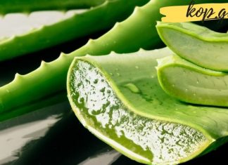 ალოე ვერა-მკურნალი თქვენს სახლში: 18 მიზეზი დაგარწმუნებთ, რომ ის შეუცვლელია!