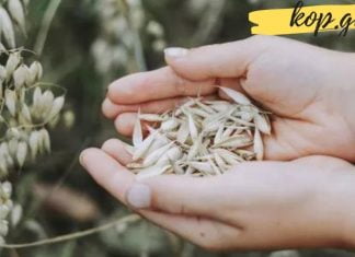 4 მიზეზი იმისა თუ რატომ უნდა მიიღოთ შვრიის ქატო ყოველდღე!