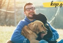 როგორ ზრდიან ძაღლები ადამიანის პროდუქტიულობას და ამცირებენ სტრესს?