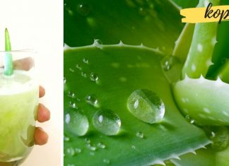 ალოეს წვენი დაგვეხმარება სხვადასხვა დაავადებების სამკურნალოდ