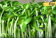 ეს მცენარე დაგეხმარებათ ქოლესტერინის დარეგულირებაში, გააუმჯობესებს კუჭ-ნაწლავის ტრაქტის ფუნქციონირებას და გააძლიერებს ნერვულ სისტემას