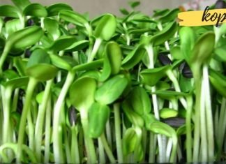 ეს მცენარე დაგეხმარებათ ქოლესტერინის დარეგულირებაში, გააუმჯობესებს კუჭ-ნაწლავის ტრაქტის ფუნქციონირებას და გააძლიერებს ნერვულ სისტემას