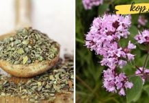 ეს მცენარე მოგირჩენთ ეგზემასა და კანის ჩირქოვან დაავადებებს. საინტერესოა