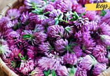 ახალგაზრდობის ელექსირი – სამყურა! აუმჯობესებს მეხსიერებას, მხედველობას, ართრიტს და ასთმას!