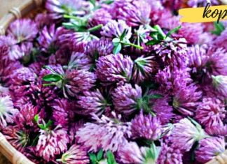 ახალგაზრდობის ელექსირი – სამყურა! აუმჯობესებს მეხსიერებას, მხედველობას, ართრიტს და ასთმას!