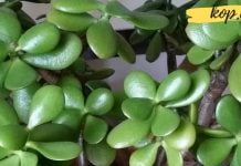 ყველამ, ვინც ბარაქის ხეს ზრდის, მისი ამ სასარგებლო თვისებების შესახებ უნდა იცოდეს!!