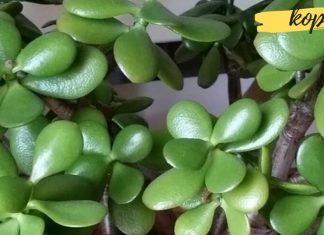 ყველამ, ვინც ბარაქის ხეს ზრდის, მისი ამ სასარგებლო თვისებების შესახებ უნდა იცოდეს!!