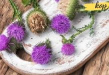 ველური მცენარის წარმოუდგენლად სასარგებლო თვისებები!! მიზეზი რის გამოც მისი გამოყენება უნდა დაიწყოთ . . .