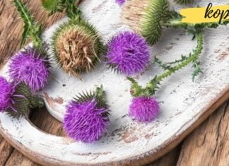 ველური მცენარის წარმოუდგენლად სასარგებლო თვისებები!! მიზეზი რის გამოც მისი გამოყენება უნდა დაიწყოთ . . .