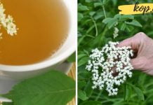 დიდგულას ნაყენი დაგეხმარებათ სიცოცხლის გახანგრძლივებაში