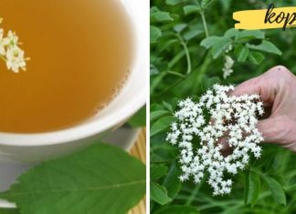 დიდგულას ნაყენი დაგეხმარებათ სიცოცხლის გახანგრძლივებაში