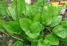 საოცრად ეფექრტური მრავალძარღვა, რომლის შესახებაც აი რა უნდა იცოდეთ..