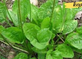 საოცრად ეფექრტური მრავალძარღვა, რომლის შესახებაც აი რა უნდა იცოდეთ..