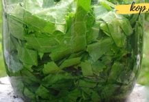 გსურთ გათავისუფლდეთ მარილების, სახსრებისა და ზურგის ტკივილისგან? მაშინ ეს მცენარე გადაგარჩენთ.