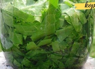 გსურთ გათავისუფლდეთ მარილების, სახსრებისა და ზურგის ტკივილისგან? მაშინ ეს მცენარე გადაგარჩენთ.