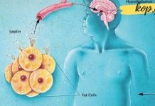 ეს ჰორმონი არის მიზეზი, რის გამოც წონაში ვერ იკლებთ. აი როგორ მოაგვაროთ ეს პრობლემა!