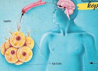 ეს ჰორმონი არის მიზეზი, რის გამოც წონაში ვერ იკლებთ. აი როგორ მოაგვაროთ ეს პრობლემა!