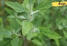 ეს “სარეველა” ბევრისთვის ნაცნობია, თუმცა თითქმის არავინ იცის მისი სამედიცინო დანიშნულება! გაიგეთ მეტი მისი სარგებლის შესახებ