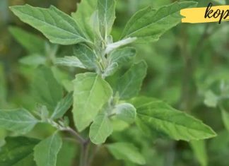 ეს “სარეველა” ბევრისთვის ნაცნობია, თუმცა თითქმის არავინ იცის მისი სამედიცინო დანიშნულება! გაიგეთ მეტი მისი სარგებლის შესახებ