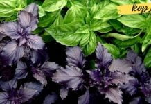 რეჰანის სამკურნალო თვისებები ჩვენი ჯანმრთელობისთვის. იცოდით ამის შესახებ?..