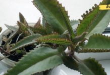 ნამდვილი მკურნალი _ ამ საოცარი მცენარის სამკურნალო თვისებები ყოველთვის გამოგადგებათ!