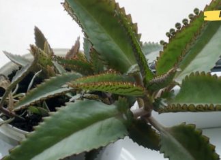 ნამდვილი მკურნალი _ ამ საოცარი მცენარის სამკურნალო თვისებები ყოველთვის გამოგადგებათ!