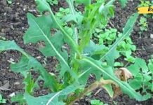 საუკეთესო ბუნებრივი ტკივილის საწინააღმდეგო საშუალება თქვენს ირგვლივ იზრდება. დადასტურებული მეთოდი!