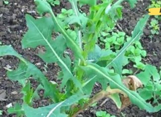 საუკეთესო ბუნებრივი ტკივილის საწინააღმდეგო საშუალება თქვენს ირგვლივ იზრდება. დადასტურებული მეთოდი!