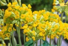 ყველასთვის კარგად ნაცნობი ეს ლამაზი მცენარე, თურმე სამკურნალო თვისებებითაც გამოირჩევა!! იცოდით?!