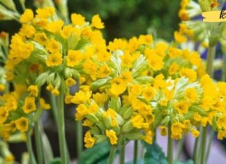 ყველასთვის კარგად ნაცნობი ეს ლამაზი მცენარე, თურმე სამკურნალო თვისებებითაც გამოირჩევა!! იცოდით?!