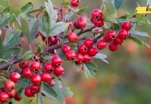 ეს მცენარეული ნაყენი გიმკურნალებთ გულის არითმიას