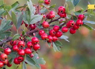 ეს მცენარეული ნაყენი გიმკურნალებთ გულის არითმიას