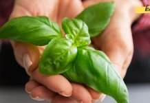 ყველაზე ძლიერი ანტიოქსიდანტი, რომელიც ასუფთავებს ორგანიზმს ქოლესტერინისგან