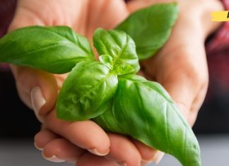 ყველაზე ძლიერი ანტიოქსიდანტი, რომელიც ასუფთავებს ორგანიზმს ქოლესტერინისგან