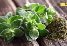 ორეგანო, იგივე თავშავა, კურნავს ყველაზე რთულ დაავადებებს