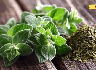 ორეგანო, იგივე თავშავა, კურნავს ყველაზე რთულ დაავადებებს