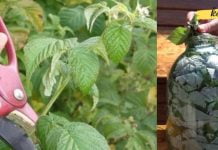 როგორ შევინახოთ ჟოლოს ფოთლები ზამთრისთვის? ეს ისეთივე სასარგებლოა როგორც თვითონ ჟოლო