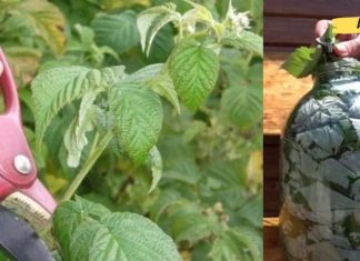 როგორ შევინახოთ ჟოლოს ფოთლები ზამთრისთვის? ეს ისეთივე სასარგებლოა როგორც თვითონ ჟოლო