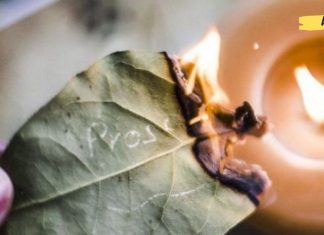 დაფნის წარმოუდგენელი სარგებელი და გამოყენება. ეს ინფორმაცია უკლებლივ ყველას გამოადგება!!