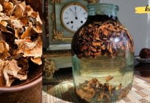 კაკლის უღელი გაგათავისუფლებთ ჩიყვისგან. ეს აქამდე უნდა მცოდნოდა