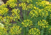 არ იჩქაროთ აბების შეძენა, თუ სახლში კამა მოგეპოვებათ შეგიძლიათ უფრო სწრაფად განიკურნოთ!