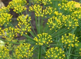 არ იჩქაროთ აბების შეძენა, თუ სახლში კამა მოგეპოვებათ შეგიძლიათ უფრო სწრაფად განიკურნოთ!