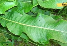 ამ მცენარის ფოთლებს შეუძლიათ სხეულიდან გამოდევნოს ზედმეტი მარილი!