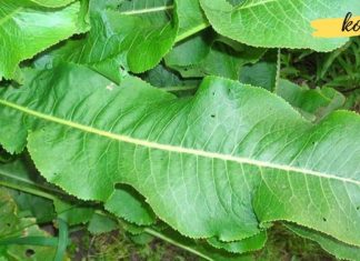 ამ მცენარის ფოთლებს შეუძლიათ სხეულიდან გამოდევნოს ზედმეტი მარილი!